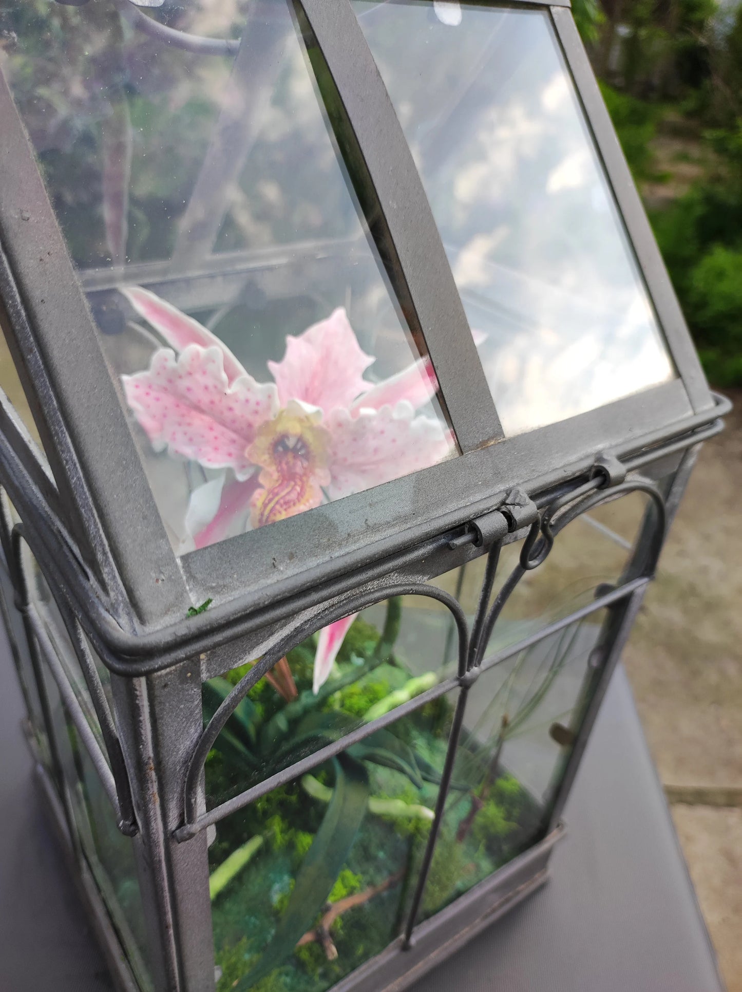Orchidée Mordeuse