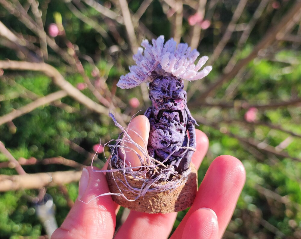Petite mandragore opale des Andes