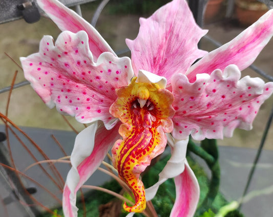 Orchidée Mordeuse