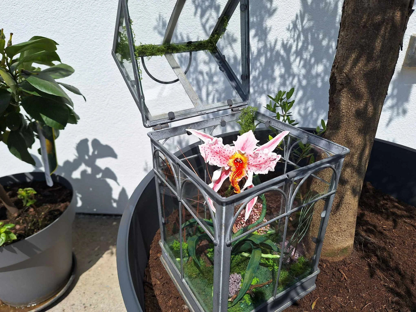 Orchidée Mordeuse
