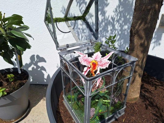Orchidée Mordeuse