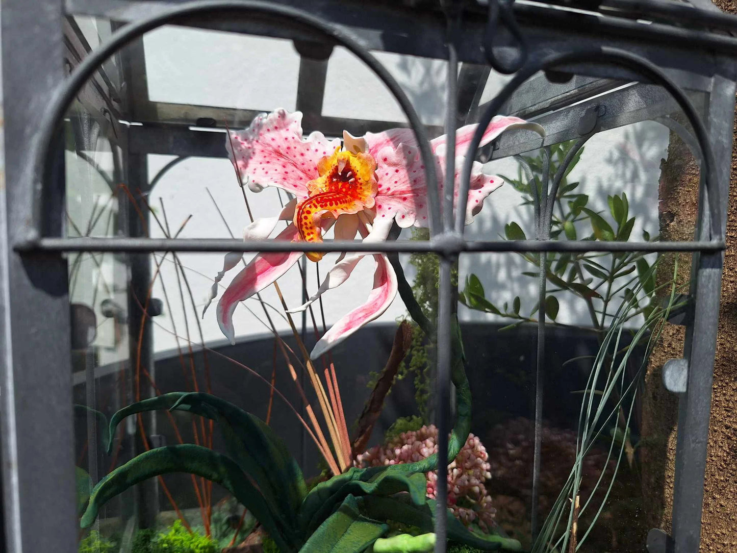 Orchidée Mordeuse
